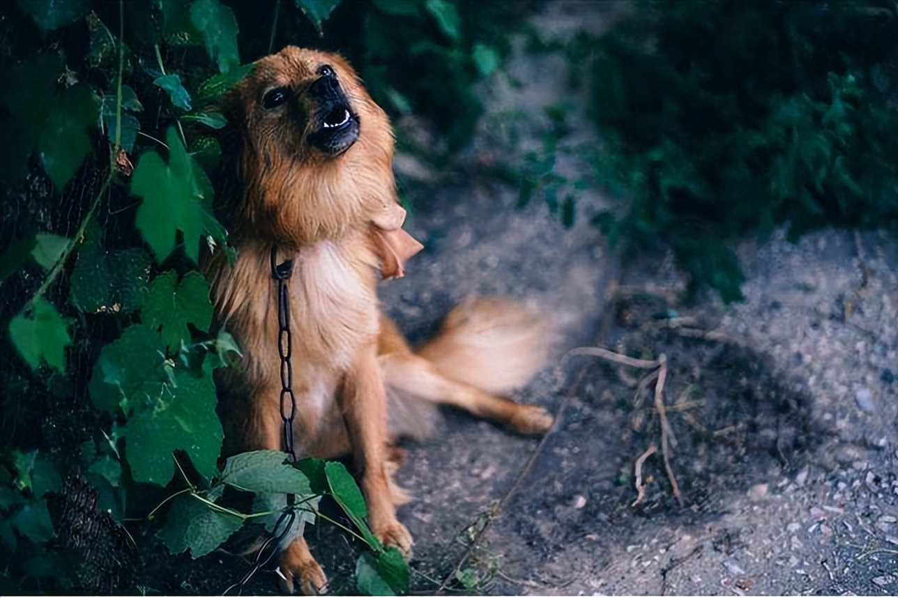 狗狗晚上睡觉时突然发出呜呜声,狗狗老是呜呜叫像哭一样怎么回事