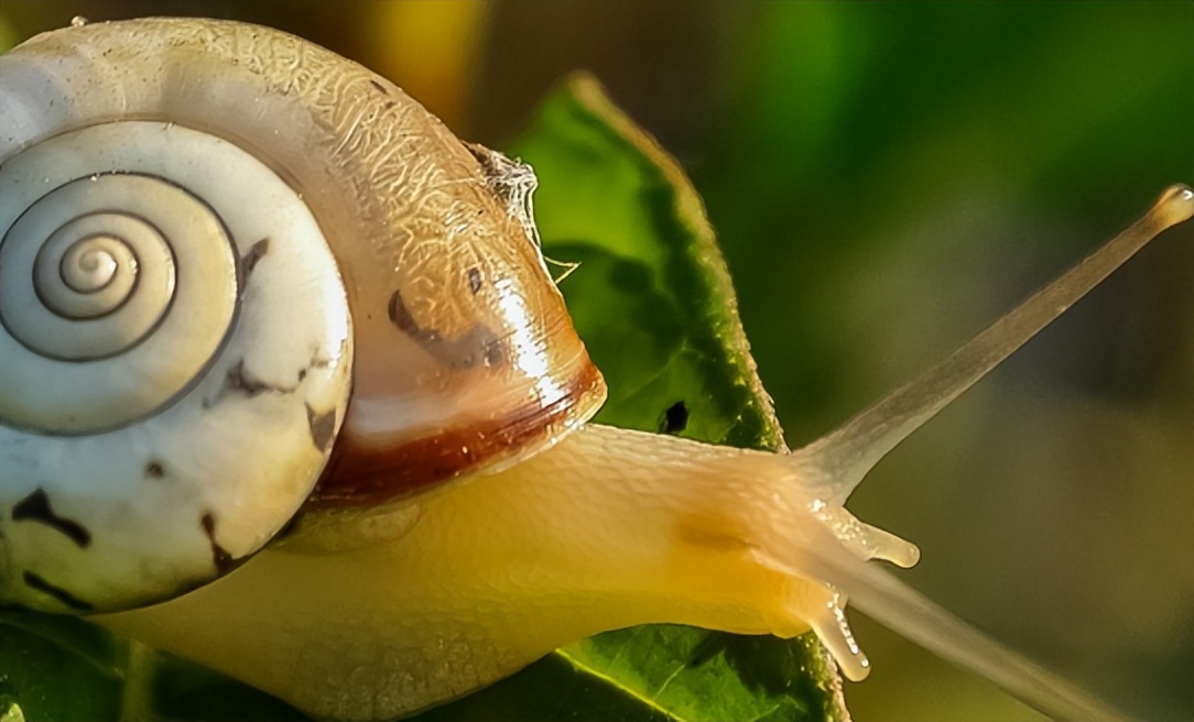 白玉蜗牛开箱视频,白玉蜗牛怎么怀孕