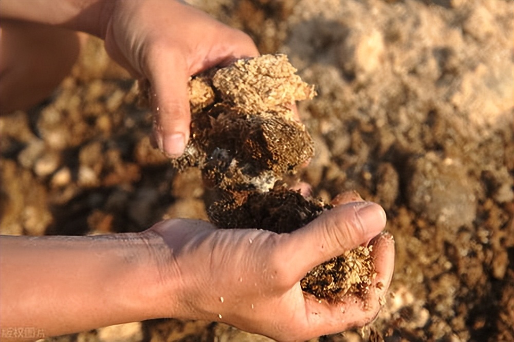 饲料中霉菌毒素对猪有什么危害,饲料毒素对猪的危害