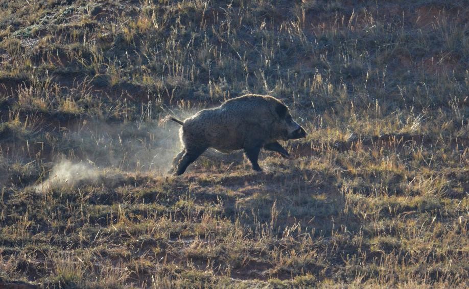 叫价10元1斤，杀一头净赚几千元！为何野猪泛滥还是控制不住？