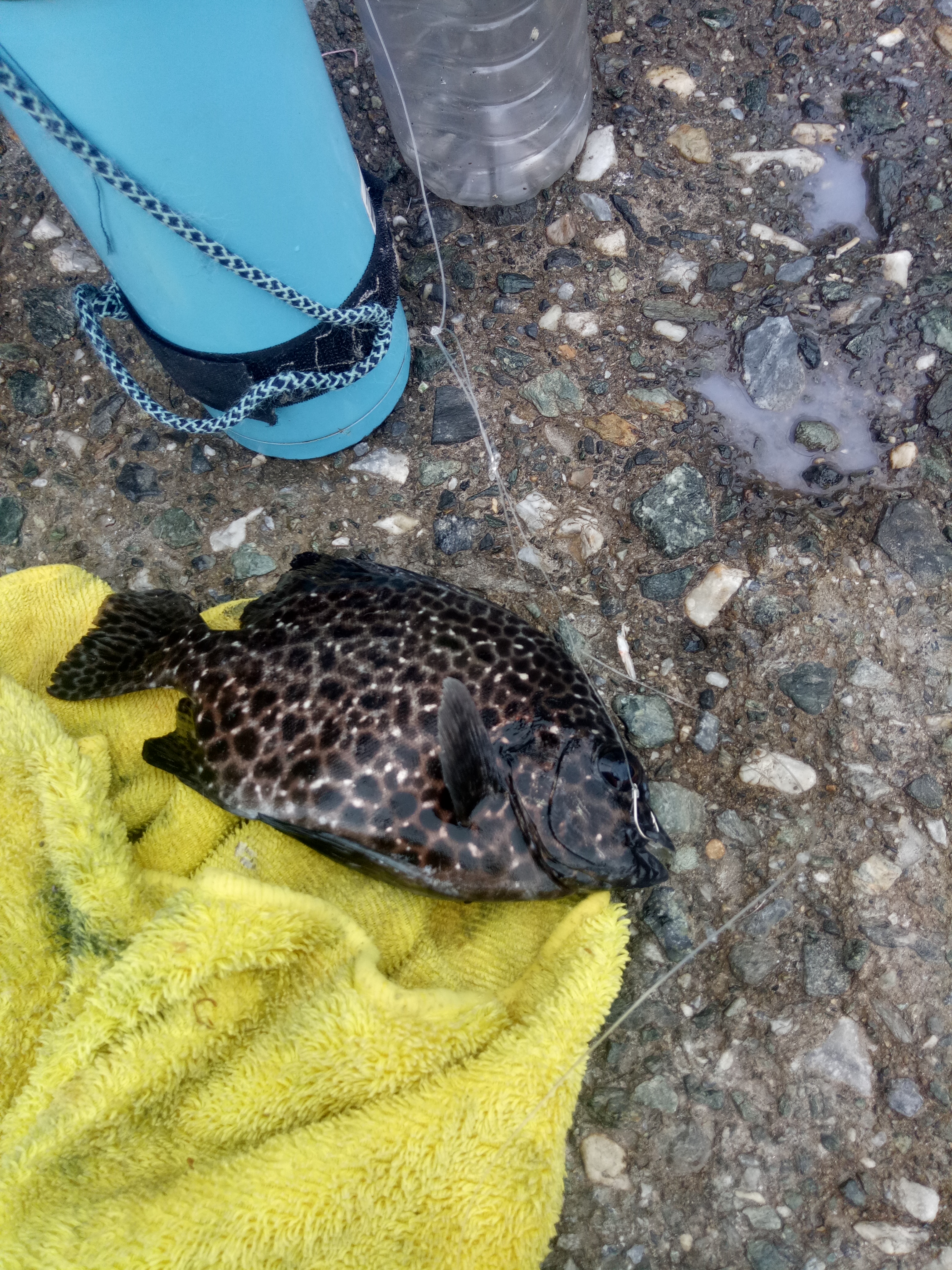 海钓花莲,花莲海钓视频全集