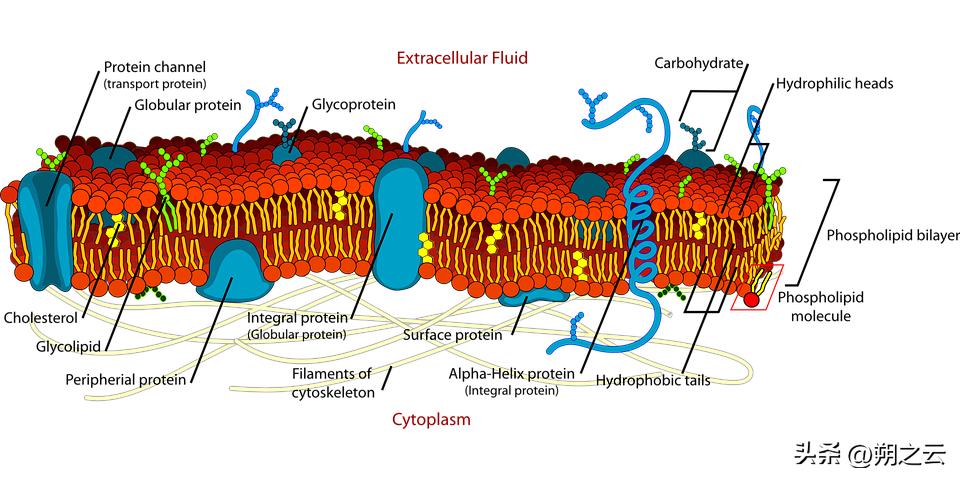 九大科目如何学好,九大学习科目