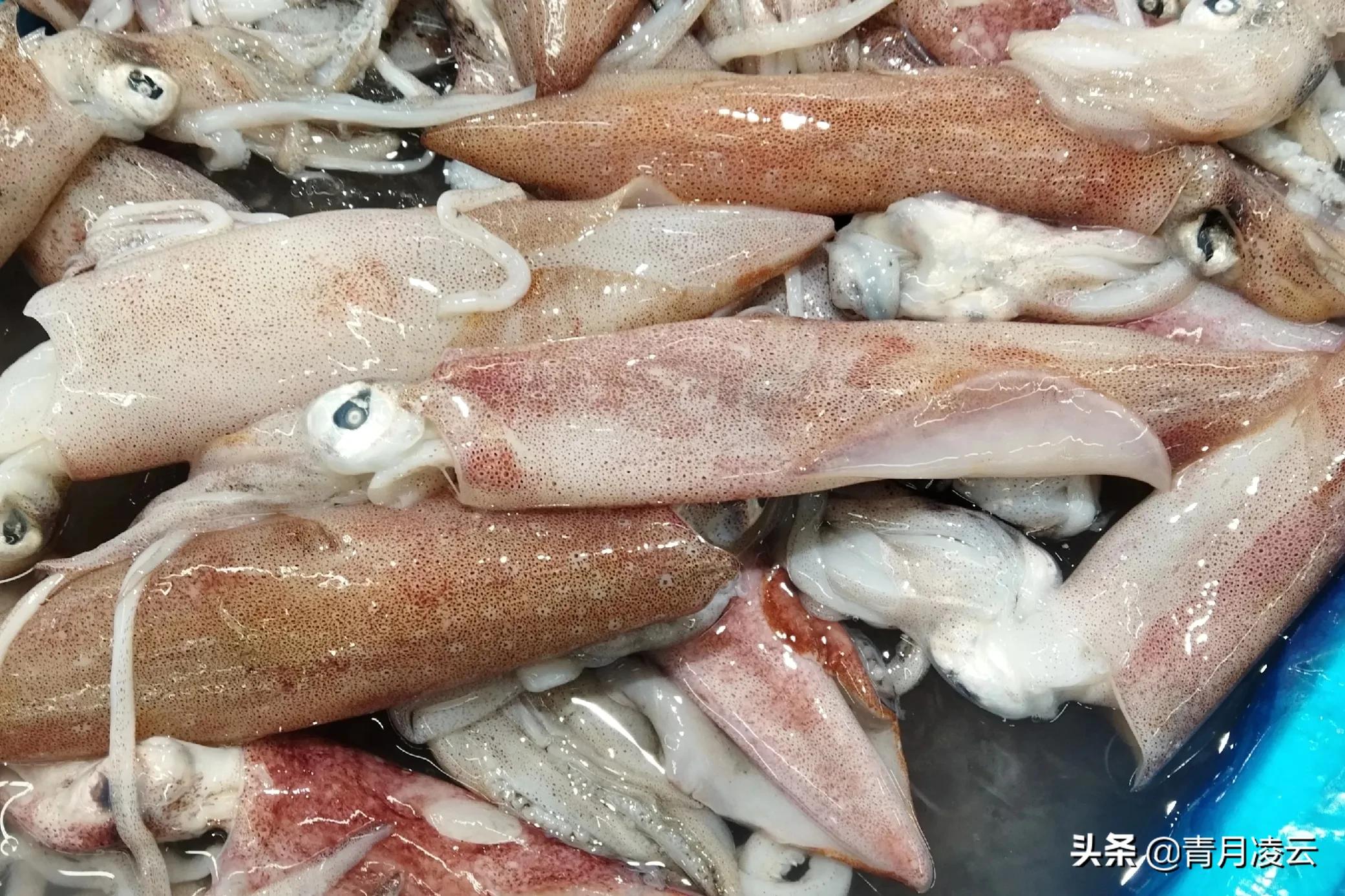 海鲜市场常见海产品图鉴,海鲜市场常见海产品图鉴表图例