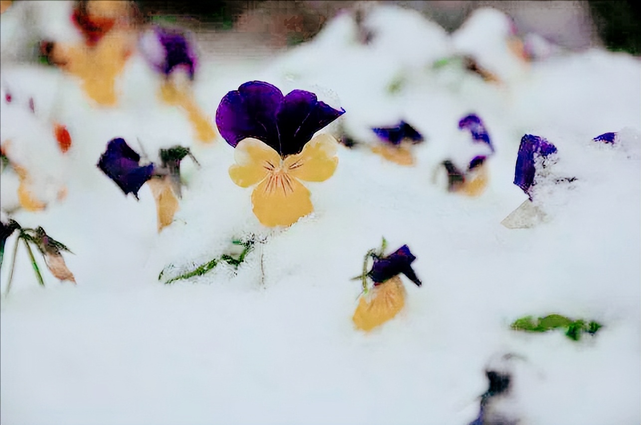 五片花瓣的小花，虽平淡无奇，但却惊艳了双眸！