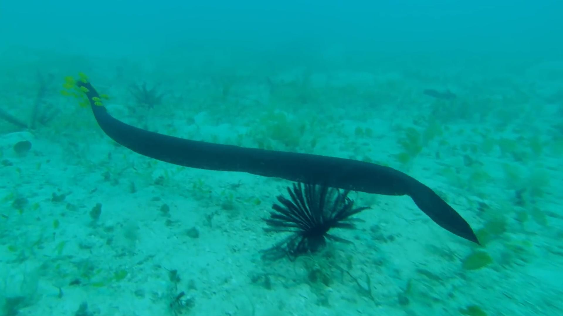 隐鱼和海参是什么关系,隐鱼和海参真实影像