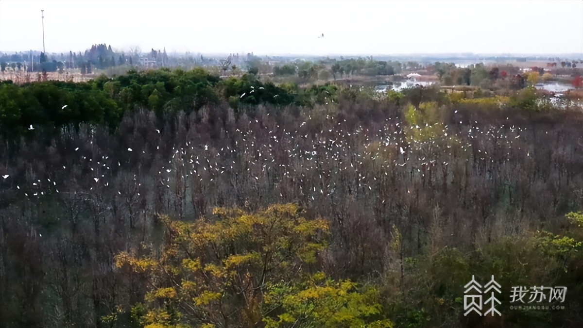 扬州北湖湿地森林公园,扬州北湖湿地公园最新报道