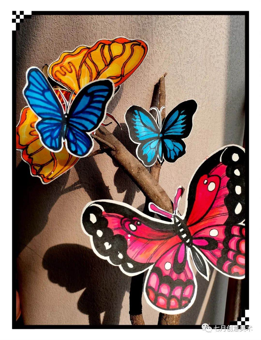 蝴蝶标本挂在墙上,蝴蝶标本制作方法