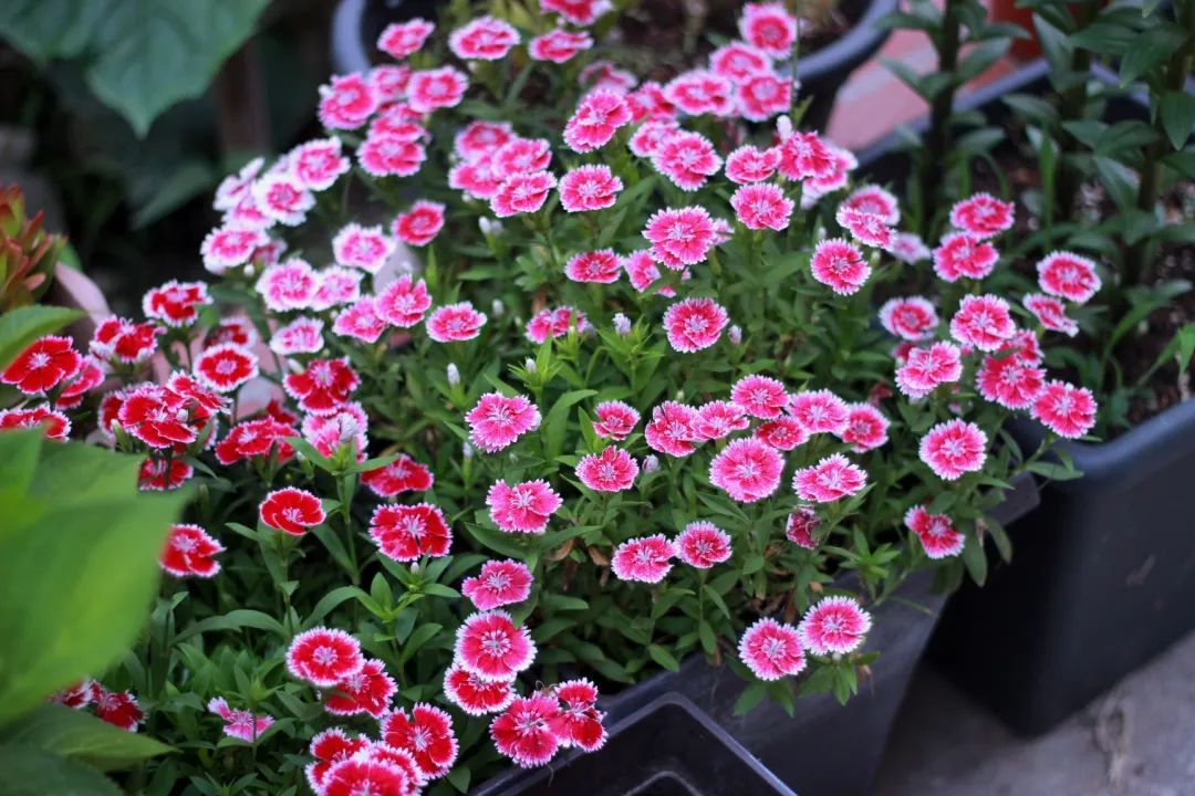 零下10度什么花冻不死,冬天不怕冷的花和植物