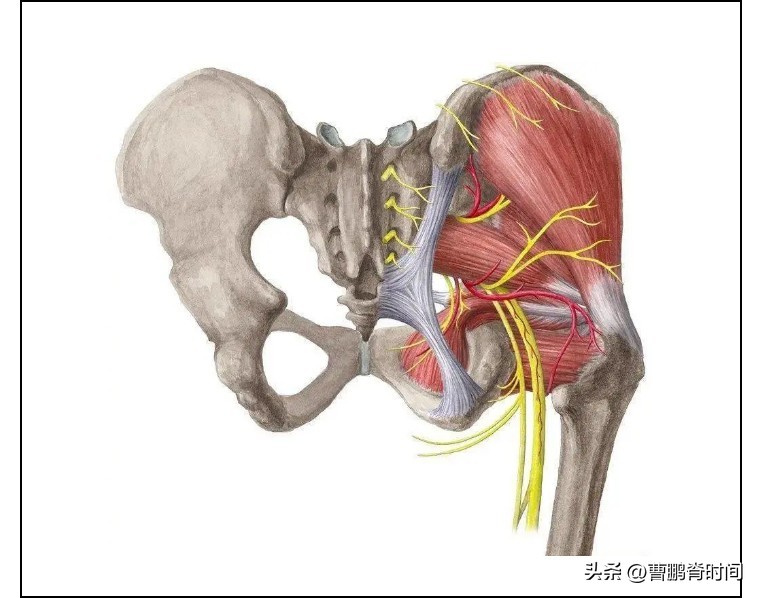 经常腰痛怎么办教你四招放松腰部,腰痛后如何让腰快速恢复正常