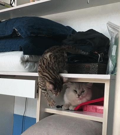 狸花猫智商相当于人类几岁,猫界智商排行榜狸花猫排第几