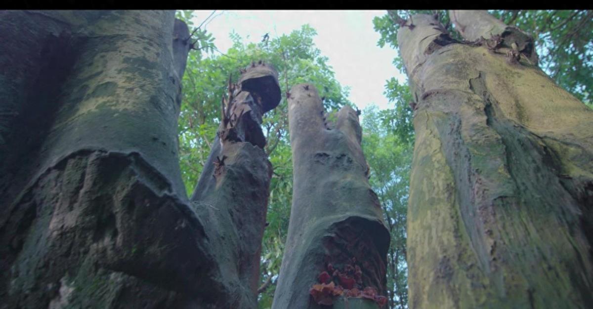 东莞莞香之谜：千年*情迷**解密！