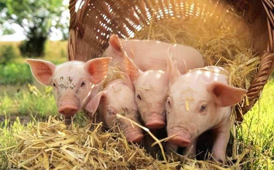 一农民杀猪时意外收获猪宝,农民杀猪得猪宝事件