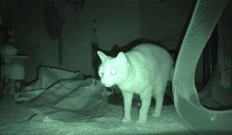 猫咪狂犬病征兆,猫咪得狂犬病的症状表现有哪些