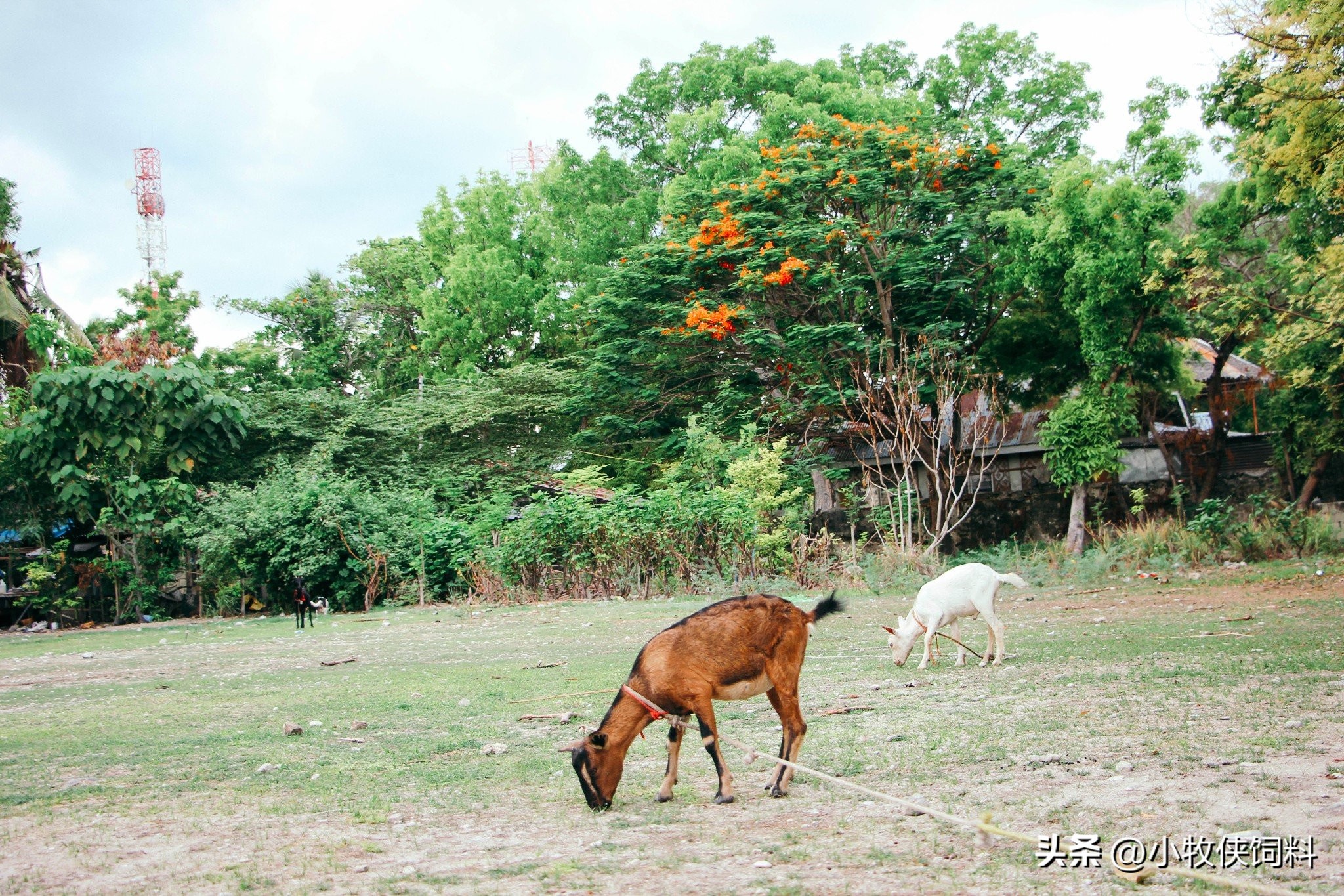 羊特别瘦是什么原因,羊瘦长得慢怎么办