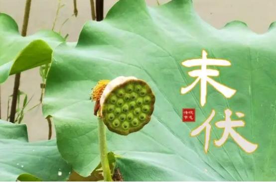 入秋饮什么养生茶最佳,立秋前后适合喝什么养生茶