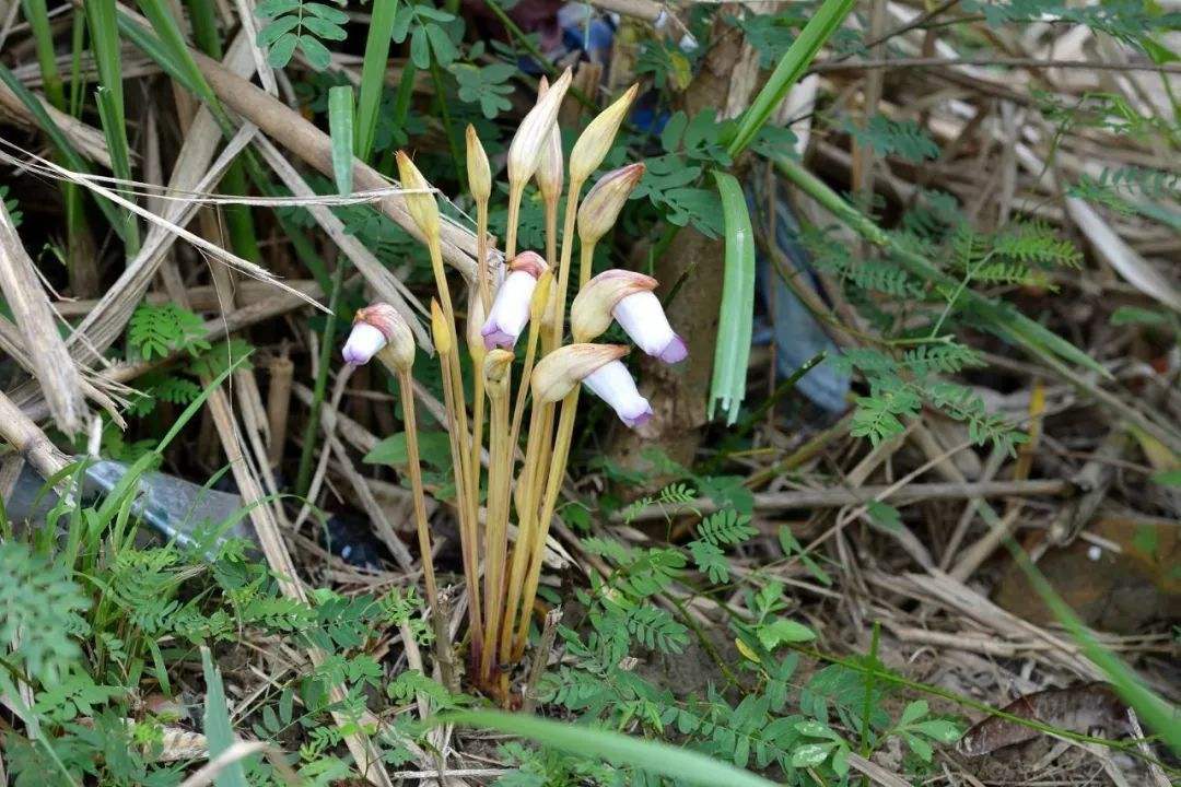 芦苇丛里的寄生植物 (芦苇是宿根植物吗)