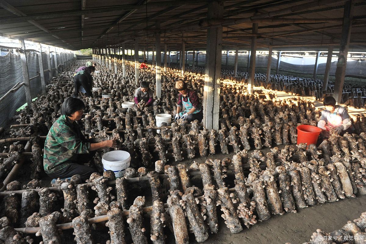 商洛特产小吃介绍,商洛十大特产有花椒吗