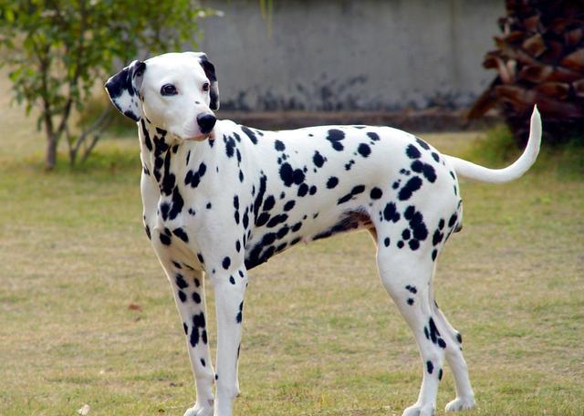 公认最爱干净的狗狗,世界公认十大新手最好养的狗狗