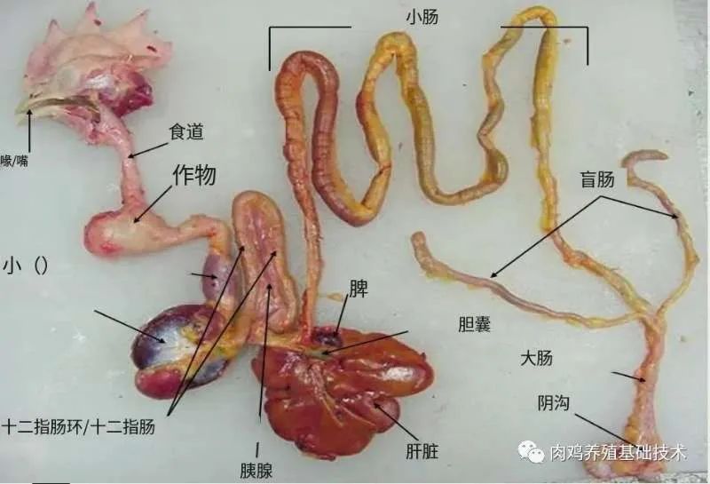 怎么看蛋鸡消化吸收好不好,怎么增强蛋鸡消化系统