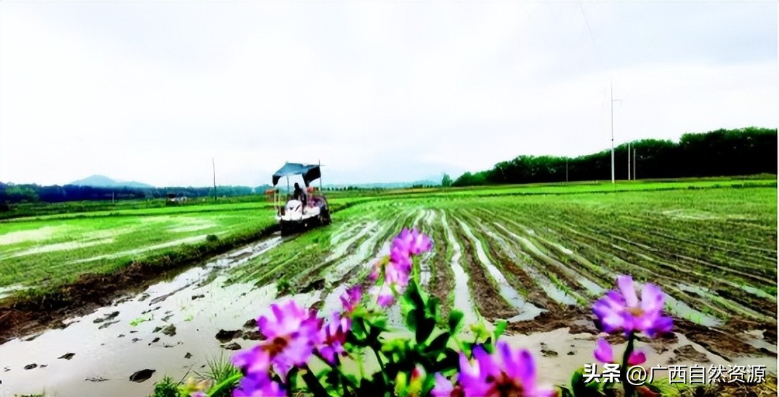 全州县耕地“托管”早稻种植面积超15万亩
