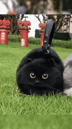 104个真实有趣照片，火箭穿过云层，神奇的手指，野猪的美好生活