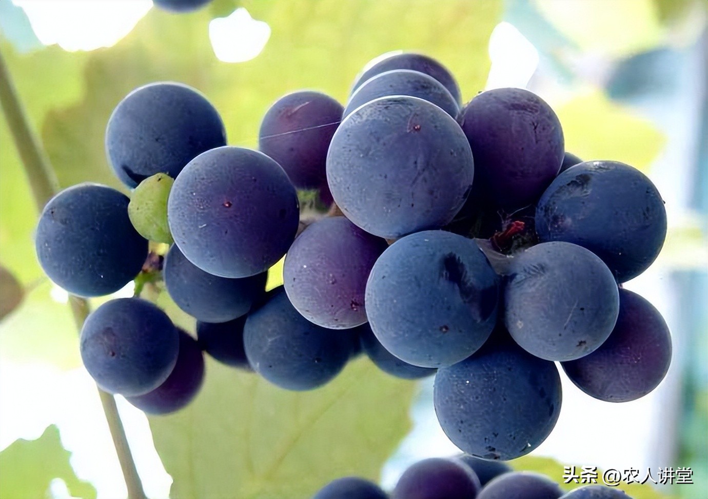 这个果实膨大配方你知道吗？最高增产可达60%