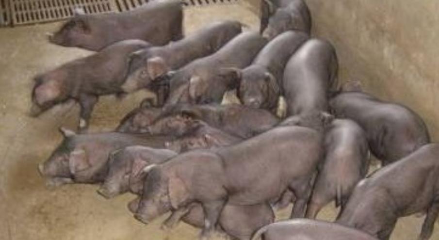 莆田猪瘟,莆田猪价