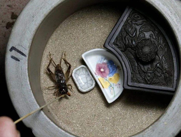 活了两亿年的虫子,活了亿万年的虫子