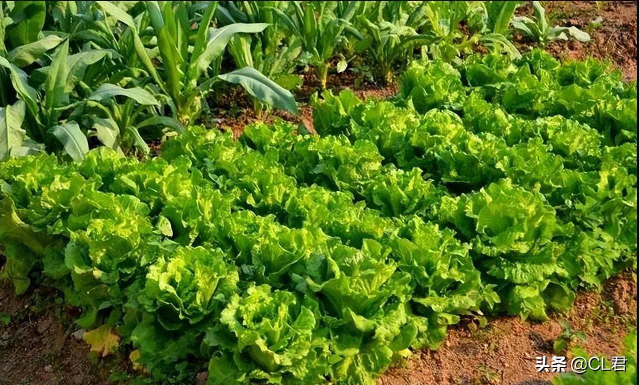 种菜遇见菜青虫，千万别打药，3个小技巧轻松解决，一定要学会