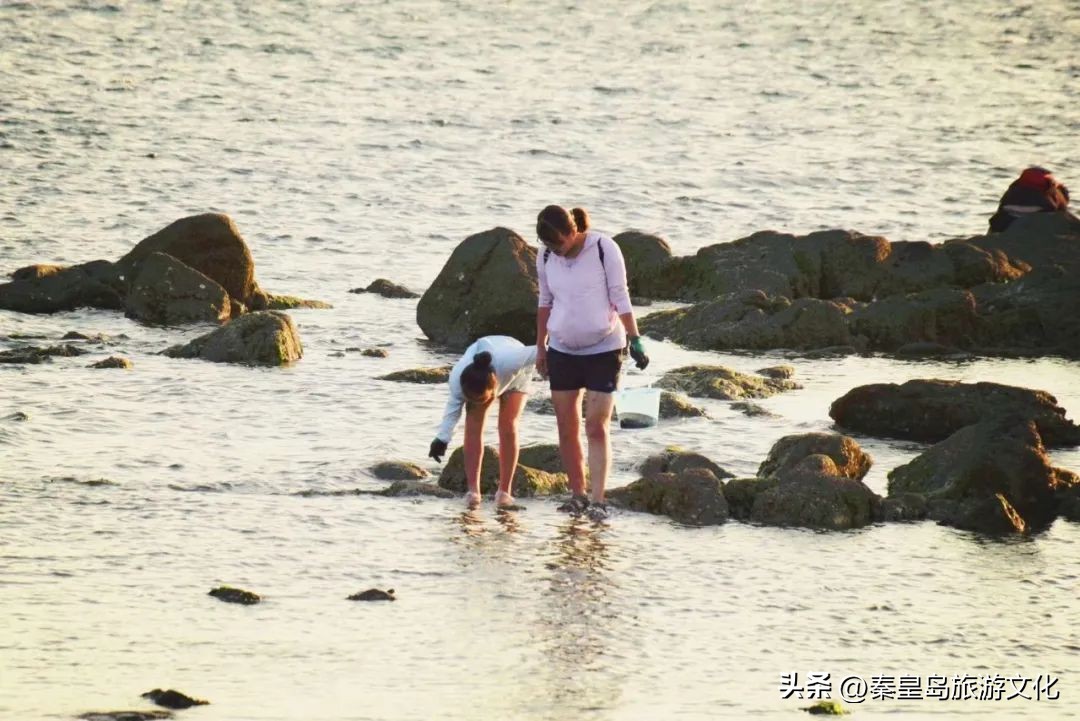秦皇岛赶海海鲜都有什么,秦皇岛哪里可以赶海捉海鲜