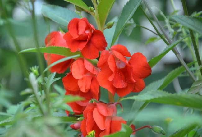 清明期间开的野花有哪些,清明节野花