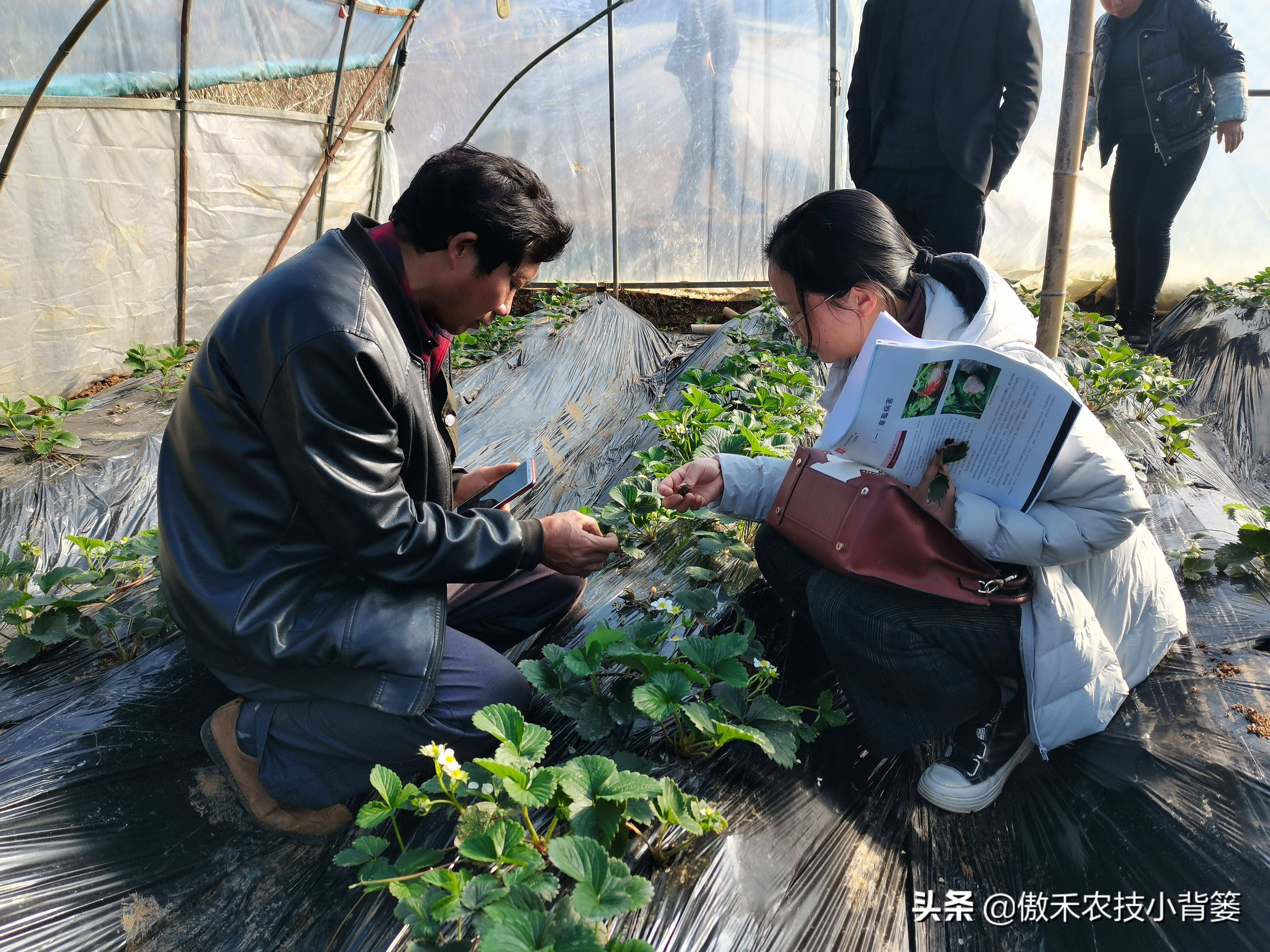 杀虫剂吡虫啉和啶虫脒有什么区别,吡虫噻嗪酮吡虫啉