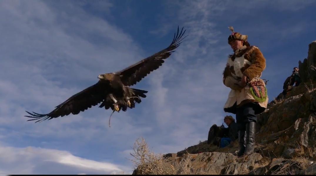 金雕击毙狼全过程,蒙古猎鹰捕狼视频