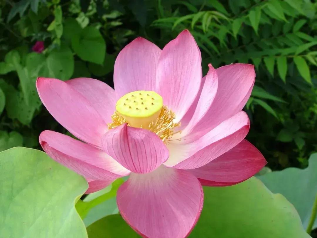 北京8处赏荷胜地,北京赏荷花最美的地方