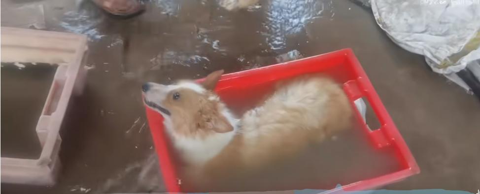 天气热狗狗中暑了怎么办,夏天预防狗狗中暑方法图片