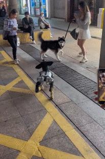 笑死！狗子1个蛋上被蚊子咬了8个包，成巨蛋小子了！