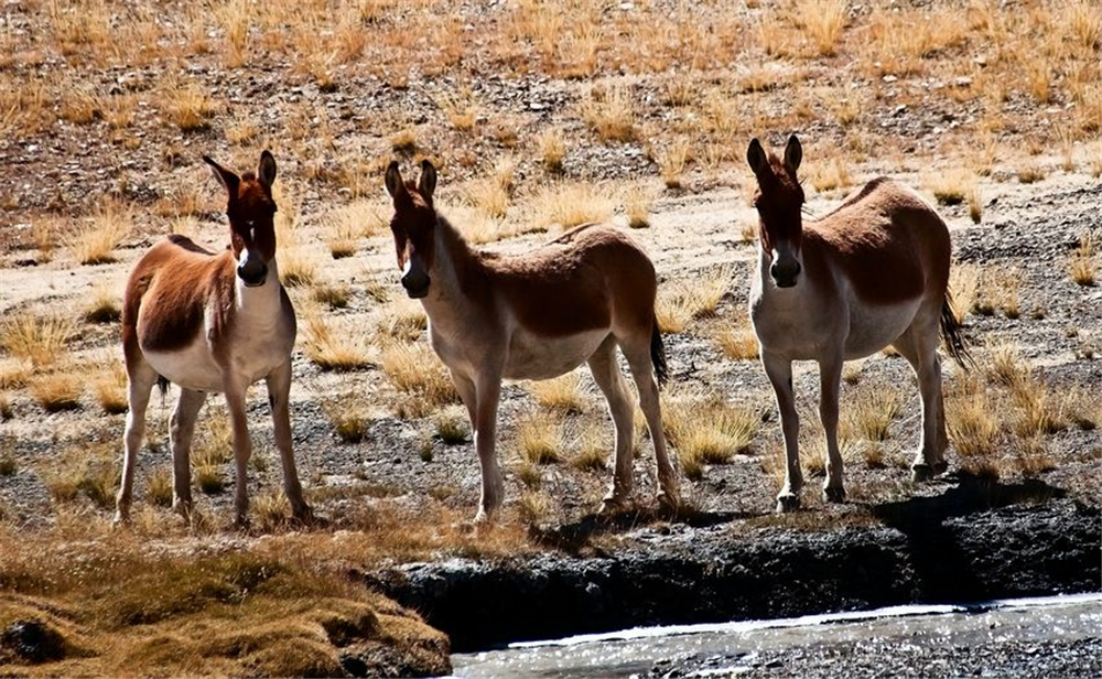 无人区被狼群追赶,无人区被狼跟踪