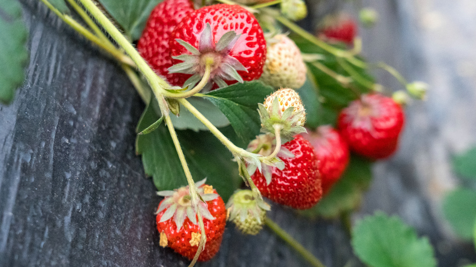 建德梅城古镇美食攻略,建德旅游美食