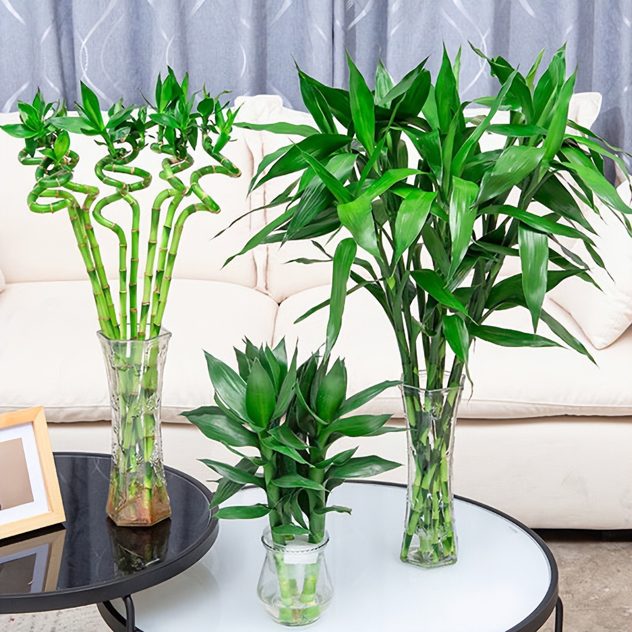 怎么样让水培富贵竹长得茂盛,短粗富贵竹水培方法