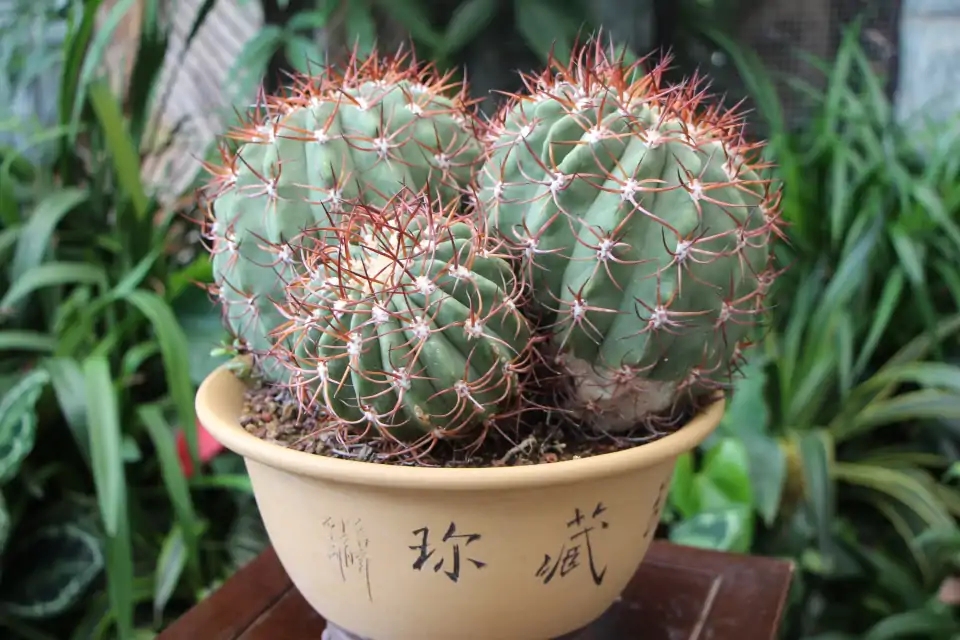 被水浇死的盆栽,容易浇死的植物