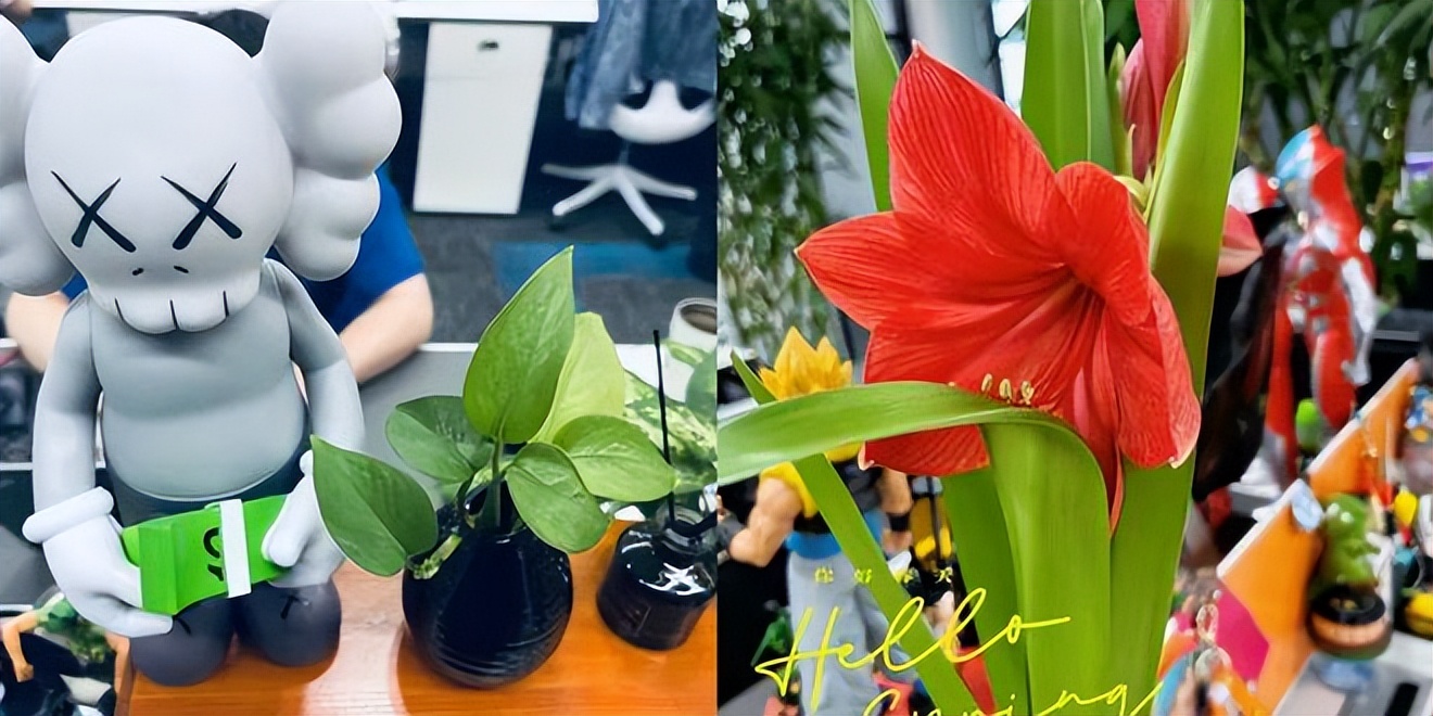 动物、绿植、手办，“花式”装饰丰富年轻人的办公桌