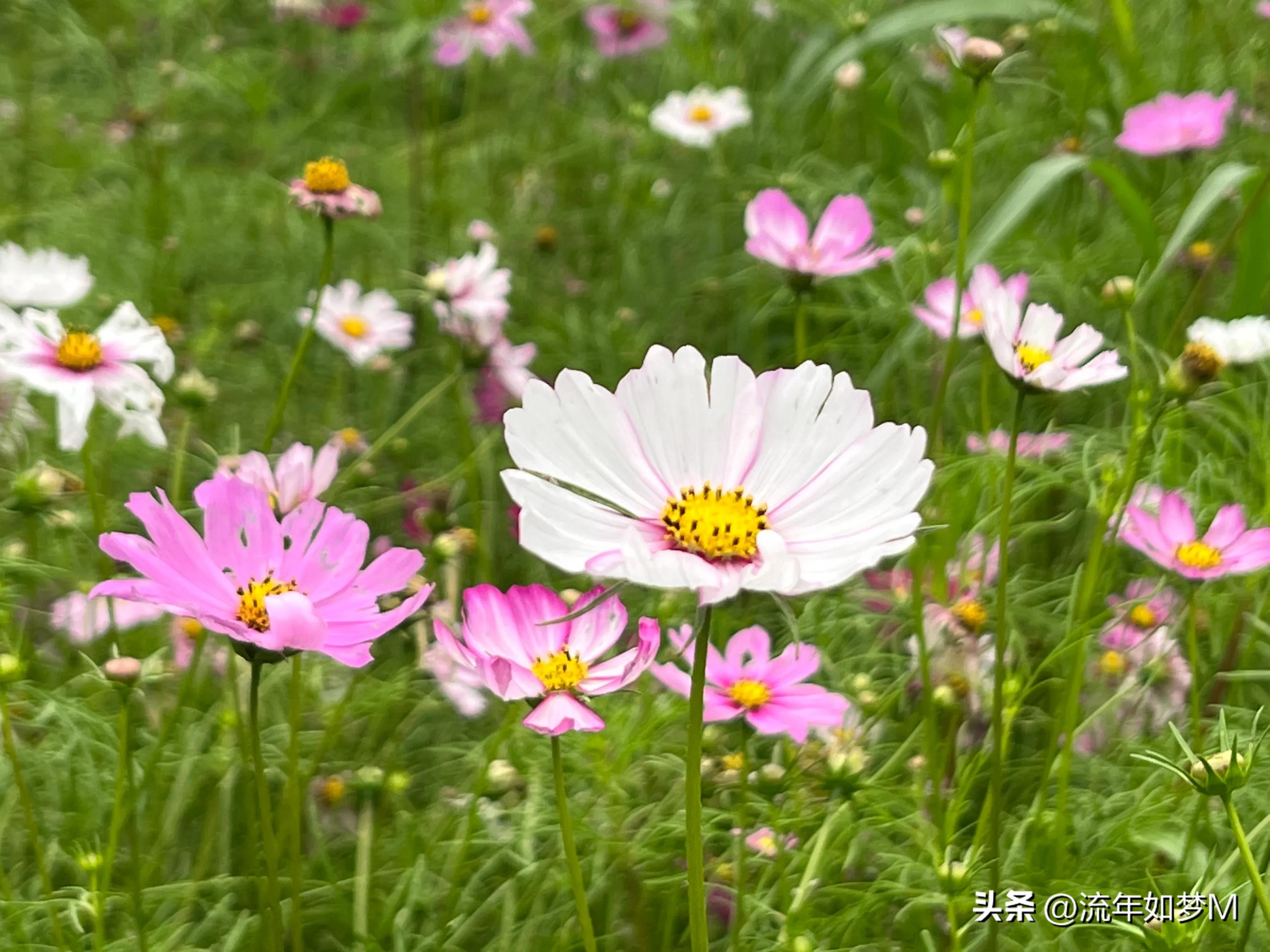 “桐歌一曲”带给我的喜欢和感动