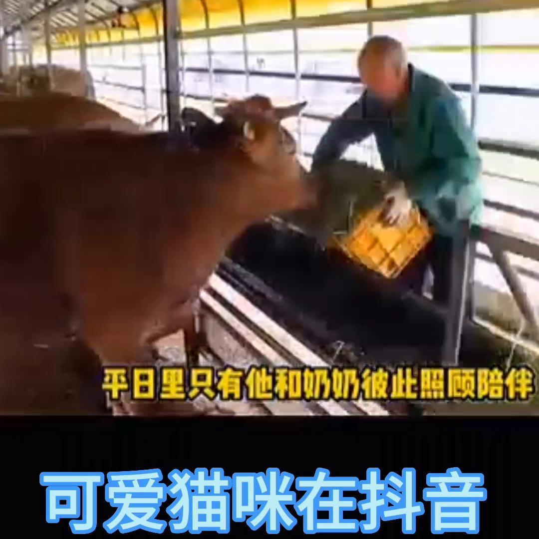 盘点猫科动物的迷惑行为,盘点猫动物的迷惑行为