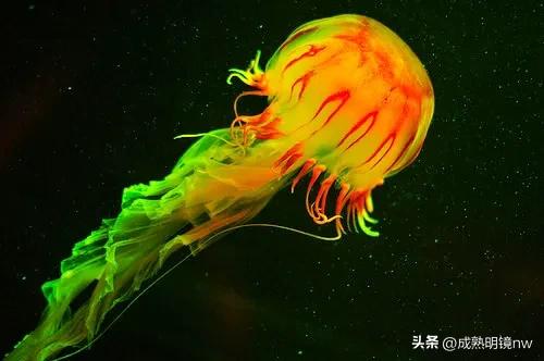 奇怪又美丽的水母,透明漂亮的水母