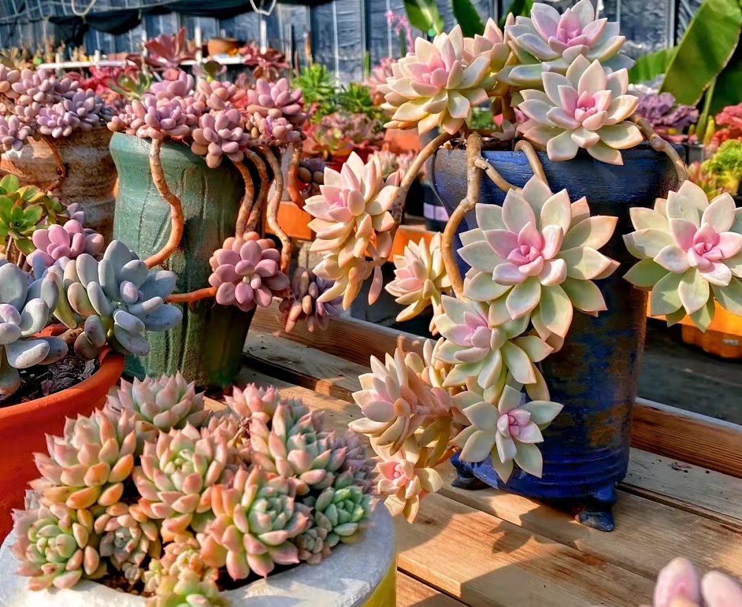 便宜又好养的5种多肉,皮实好养容易出状态的多肉有哪些