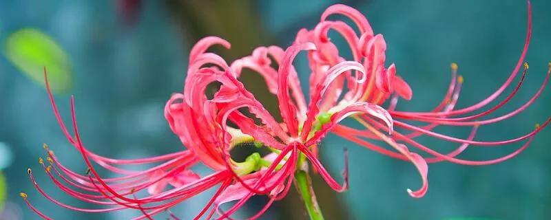 各种花的简介及花语,常见的花以及花语有哪些