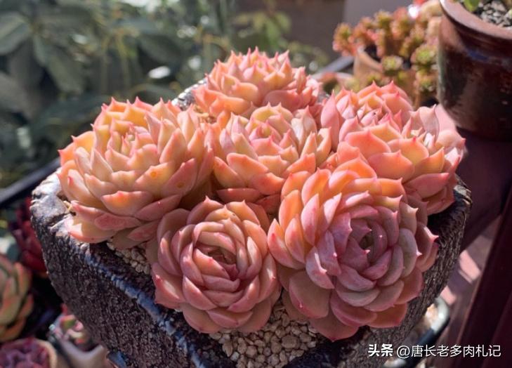 多肉长时间不发根怎么办,多肉为什么老是不服盆