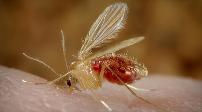 小宝宝出门怎么防护毒虫,带孩子出去玩当心这种虫子