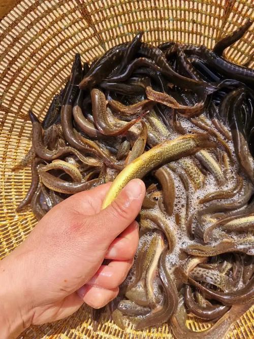 小伙养泥鳅年入百万,90后小伙养变异泥鳅
