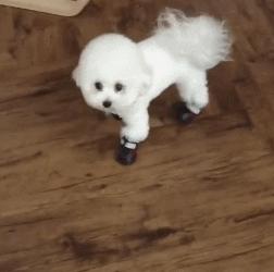 比熊犬要注意的事项,比熊犬撒娇的声音